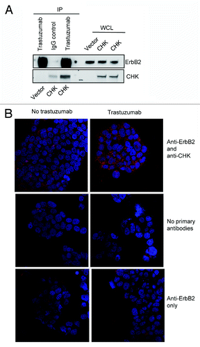 Figure 3. Trastuzumab treatment increases the interaction between ErbB2 and CHK in BT474 cells. (A) BT474 cells were electroporated with either empty pCMV6-entry vector or pCMV-entry vector encoding DDK-tagged CHK. After transfection, cells were grown in the serum-containing media to recover for 24 h, and then were serum-starved overnight. Immunoprecipitation was performed as indicated and the immunoprecipitates were run in parallel with WCL from the indicated reactions to detect CHK and ErbB2 expression by western blot analysis. (B) BT474 cells were plated, serum-starved, fixed, and permeabilized. Following permeabilization, Duolink proximity ligation assay was performed according to the manufacturer’s instructions as indicated in the Materials and Methods. Representative images of samples incubated with anti-ErbB2 and anti-CHK antibodies (top row), and negative control samples (no primary antibodies, middle; anti-ErbB2 antibody only, bottom row).