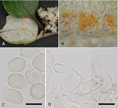 Figure 12. Puccinia helichrysicola on Helichrysum lanceolatum: A, B, Uredinia. C, Urediniospores. D, Uredinial paraphyses. Scale bars = 20 μm.