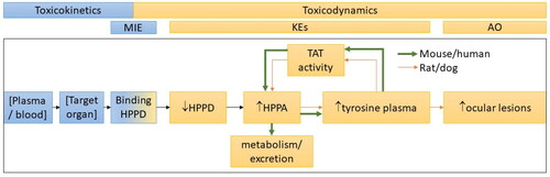 Figure 3. The AOP for HPPD inhibition leading to ocular effects as compared between sensitive (rat, dog) and insensitive (mouse, human) species. Differences in TAT activity in the less sensitive species results in higher clearance of plasma tyrosine which prevents downstream ocular effects. Each step in the AOP was assigned to either account for a toxicokinetic or toxicodynamic dose metric for use in refining uncertainties in the risk assessment. AOP: adverse outcome pathway; HPPD: 4-hydroxyphenol pyruvate dioxygenase; TAT: tyrosine aminotransferase; MIE: molecular initiating event; KE: key event; AO: adverse outcome; HPPA: 4-hydroxyphenylpyruvic acid.