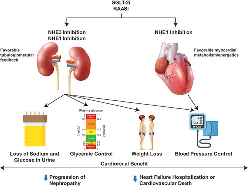 Figure 2. Synergistic effects of SGLT-2is and RAASis proposed for cardiorenal benefit. SGLT-2is and RAASis can inhibit the activity of NHE isoforms in the kidney, leading to favorable tubuloglomerular feedback and multiple cardiorenal benefits, and in the heart and vasculature, leading to favorable myocardial metabolism and energetics and mitigating cardiac hypertrophy, injury, and fibrosis. NHE, sodium-hydrogen exchanger; RAASi, renin-aldosterone-angiotensin system inhibitor; SGLT-2i, sodium-glucose cotransporter-2 inhibitor.