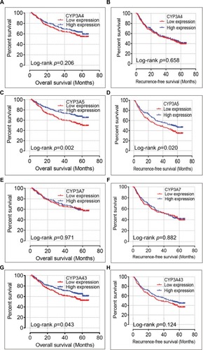 Figure 5 Kaplan–Meier overall survival curves of CYP3A4 (A), CYP3A5 (C), CYP3A7 (E), and CYP3A43 (G), as well as recurrence-free survival of CYP3A4 (B), CYP3A5 (D), CYP3A7 (F), and CYP3A43 (H) in GEO database.Abbreviations: CYP3A, cytochrome P3A; GEO, Gene Expression Omnibus.