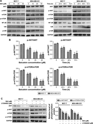 Figure 4 Expression of proteins associated with the PI3K/Akt signaling following various treatment times of MCF-7 and MDA-MB-231 cells with baicalein (0, 10, 20, and 40 µM).