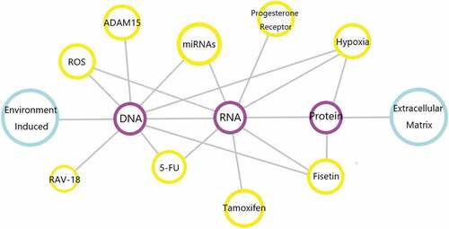 Figure 5. Genes or biological components involved in the regulation of ADAM9. In human diseases and related malignant tumors, the above chart shows the genes and biologically active components that can regulate ADAM9. Connected by gray lines indicates that the two can interact, and the pathways involved are not marked.