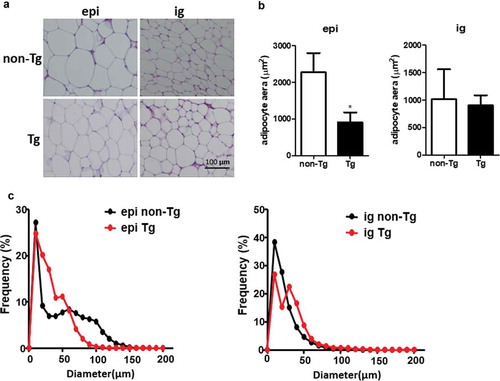 Figure 4. Adipocyte size was smaller in the epi WAT of Tg mice compared to WT littermates. (a) Representative image of adipocyte staining with haematoxylin & eosin. (b) The area of adipocytes was measured in Tg mice and non-Tg littermates. (c) A frequency distribution plot of cell diameters was calculated to determine the mean diameter of fat cells. Data are expressed as the mean ± SEM, n = 8 for each group. *P < 0.05 vs. non-Tg