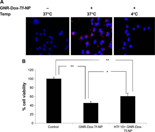 Figure 4 Cellular uptake mechanism: receptor-mediated endocytosis and blocking studies with HTf.Notes: (A) GNR-Dox-Tf-NP particle uptake in A549 cells at 37°C and 4°C. GNR-Dox-Tf-NP-treated cells showed fluorescence (red) when incubated at 37°C indicating NP uptake that was abrogated when GNR-Dox-Tf-NP-treated cells were incubated at 4°C. Untreated cells incubated at 37°C served as control. Nuclei was stained blue with DAPI. (B) HTf (10 µM) abrogated the inhibitory activity of GNR-Dox-Tf-NP on A549 cells. *P<0.05; **P<0.0001.Abbreviations: GNR-Dox-Tf-NP, gold nanorod-doxorubicin-transferrin-nanoparticle; HTf, human transferrin; DAPI, 4′6-diamidino-2-phenylindole.