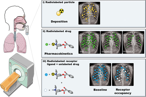 Figure 1. Illustration of the three approaches how nuclear medicine imaging methods can be used to assess pulmonary drug disposition: (i) planar gamma scintigraphy with radiolabeled inhalation formulations to assess initial pulmonary drug deposition, (ii) PET imaging studies with radiolabeled drugs to assess their intrapulmonary pharmacokinetics and (iii) receptor occupancy studies to quantify the pharmacodynamic effect of an inhaled drug. This figure was partly generated using Servier Medical Art, provided by Servier, licensed under a Creative Commons Attribution 3.0 unported license.