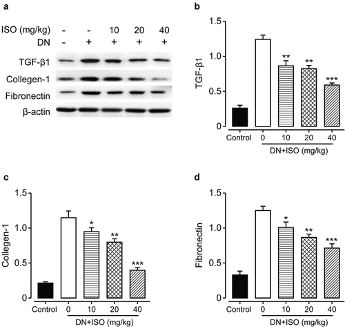 Figure 5. Effects of 8-week treatment of ISO at three doses on the renal tissue change, the apoptosis and fibrosis-related factors in DKD rats. (a) The WB analysis of the protein expression levels of (b) TGF-β1, (c) Collagen-1, and (d) Fibronectin protein levels. ***p < 0.001, **p < 0.01 vs. saline-treated DKD model ones. All the above results were showed as Mean ± SD (n = 8)