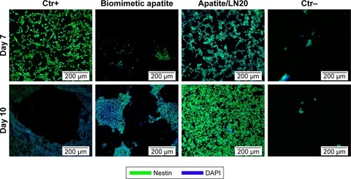 Figure 8 Immunofluorescence images of nestin (a NSC marker, green) and DAPI (blue) staining of NSCs proliferation on surfaces of biomimetic apatite and apatite/LN20 samples in growth medium for 7 and 10 days. Scale bar is 200 µm in length.Abbreviations: Ctr+, positive control; Ctr−, negative control; LN, laminin; NSC, neural stem cell.