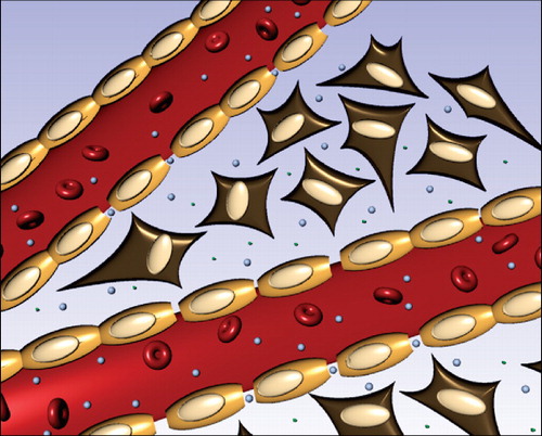 Figure 1. Illustration of tumour blood vessel fenestration due to the tumour growth and inflammatory condition in this tissue. The liposomes circulate in the blood and extravasate into the extracellular space through pores between the endothelial cells lining the blood vessel. Here the liposomes can encounter secreted enzymes such as sPLA2 or MMPs that then hydrolyze membrane moieties and induce drug release.