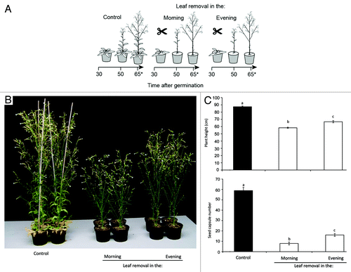 Figure 1. Daytime of leaf removal determines plant growth and fitness costs. (A) Rosette-staged Nicotiana attenuata plants kept untreated (control) or leaves were successively removed in the morning or evening over a period of three weeks. One rosette leaf was removed each day, starting with the oldest leaves, until all rosette leaves were removed. Stem leaves were removed over three consecutive days, starting with oldest rosette leaves. Leaf removal was finished 55 d after germination. Plant height and seed capsule production was measured 65 d after germination (indicated with asterics). Plant growth conditions are described in reference Citation29. (B) Picture of representative plants 65 d after germination. (C) Plant height and number of seed capsules 65 d after germination. Small letters represent statistically significant differences between treatment groups. (One-way ANOVA, p < 0.05; Turkey HSD, n = 10).