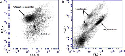 Figure 1. Cytograms by flow cytometry analysis of samples from the surface water: (A) chlorophyll (FL3) vs. side scatter (SSC) and (B) chlorophyll (FL3) vs. phycoerythrin (FL2) fluorescence.