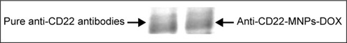 Figure 3 Protein bands of anti-CD22 with and without MNPs-DOX stained by Coomassie Brilliant blue R250.