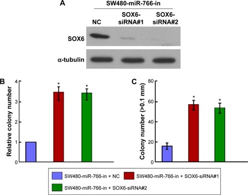 Figure 5 SOX6 downregulation was required for miR-766-induced proliferation of CRC cells.