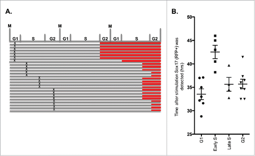 Figure 7. Sox17 is preferentially induced from G1 phase. (A) Diagram of cell cycle phase induction of Sox17-mCherry in hPSCs. Observations were recorded from live-cell-imaging videos of Sox17-mCherry, GFP-PCNA expressing hPSCs. mCherry+ cells were traced back to time = 0, the stage of cell cycle that the cell was positioned at time of stimulation was deduced from GFP-PCNA as described in Figure 2. The cell cycle phase that the cell was stimulated is indicated by “X.” Point at which cell became mCherry+ indicated by red bar. (B) Quantification of when cells were turned mCherry+ (Y axis, time in hours) relative to phase of cell cycle from which cells were positioned at time of induction (indicated on X axis).