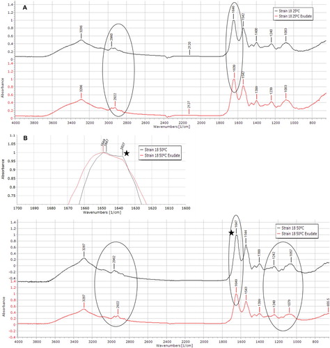 Figure 8. Normalized spectra of Ureibacillus sp. 18UE/10 (strain 18) cultured at 25°C (A) and 50°C (B) in the absence (top spectrum) or presence (bottom spectrum) of wheat root exudate. The ellipses highlight the regions where differences caused by the exudate addition are visible. The zone marked with a star symbol, next to the 50°C spectra, is expanded at the top of the (B) panel to highlight the prominent shoulder at 1637 cm−1.