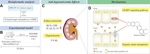 Figure 8 Schematic diagram showing the experiment design and results. (A) Network pharmacology analysis. (B) Experimental validation in a mouse model. (C) The anti-hyperuricemia and nephroprotective effects of berberine and (D) its potential mechanisms.