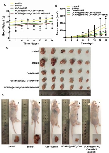 Figure 7 In vivo anti-cancer properties. (A) The body weight and (B) the tumor volume of nude mice in different groups versus the treatment time (*P<0.05 compared to control groups). (C) Tumor size in each treatment group. (D) Representative digital photographs of tumor-bearing mice and tumor tissue excised from tumor-bearing mice treated with (1) Control (normal saline), (2) 808 nm NIR, (3) Ce6+808 nm NIR, (4) UCNPs@mSiO2-Ce6+808 nm NIR and (5) UCNPs@mSiO2-Ce6-GPC3+808 nm NIR irradiation on the 14th day.