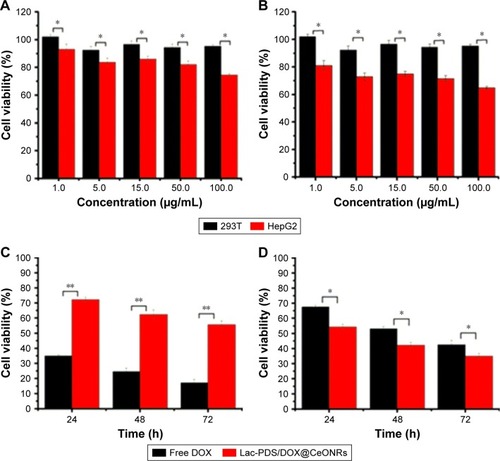 Figure 5 (A) Cell viability of HepG2 cells and 293T cells incubated with CeONRs for 24 h; (B) Cell viability of HepG2 cells and 293T cells incubated with Lac-PDS/CeONRs for 24 h; (C) Cell viability of 293T cells incubated with Free DOX and Lac-PDS/DOX@CeONRs for 24 h, 48 h, and 72 h; (D) Cell viability of HepG2 cells incubated with Free DOX and Lac-PDS/DOX@CeONRs for 24 h, 48 h, 72 h. The DOX concentration is 1 μg/mL (*P<0.5; **P<0.01).Abbreviations: CeONR, CeO2 nanorod; PDS, dithio-polydopamine; DOX, doxorubicin hydrochloride.