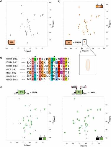 Figure 5. A) [15N 1H] HSQC spectra of CCHC-ZnF1. b) Overlay of the [15N 1H] HSQC spectra of ZnF1 free and with a 1:4 protein:NNNN RNA ratio. Zoom region of one ZnF1 residue to confirm spectral alignment and spectra quality. c) Sequence alignment of CCHC-type zinc fingers from hTUT4, HIV-1 nucleocapsid and hLin28 proteins. The ClustalX colour scheme is used to highlight conservation and residue type. In hTUT4 CCHC-ZnF1, two serines substitute bulky residues which are involved in RNA binding in the Lin-28 and Nucleocapside structures. d) Overlay of the [15N 1H] HSQC spectra of CCHC-ZnF3 (left) and CCHC-ZnF3 F1360S/V1368S mutant (right) free (black) and with NNGN RNA at a 1 to 4 ratio (green), which shows how mutating the two serines above impairs RNA binding