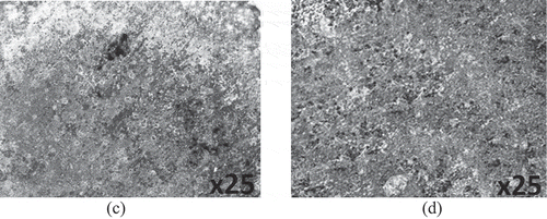 Figure 6. Surface morphology of (a) PCS after corrosion in 0.5 M H2SO4/APG solution and (b) PCS after corrosion in 0.5 M H2SO4/CPG solution.