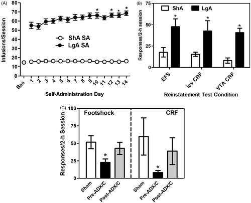 Figure 3. Glucocorticoid-dependent increases in stress- and CRF-induced reinstatement following long-access (LgA) cocaine self-administration (SA). Graphs have been reproduced with permission from Mantsch et al. (Citation2008) (panels A and B), Blacktop et al., Citation2011 (panel B) and Graf et al. (Citation2011) (panel C). Rats provided access to cocaine under LgA conditions (14 × 6 h/d; 1 mg/kg/inf cocaine) show a progressive escalation of cocaine SA (*p < 0.05 versus SA day 1), whereas rats provided short-access to cocaine (ShA rats; 14 × 2 h/d) do not (Panel A). Compared to ShA rats, LgA rats show heightened susceptibility to reinstatement in response to a stressor (electric footshock), icv CRF delivery, or administration of CRF directly into the VTA (*p < 0.05; LgA versus ShA; Panel B). The establishment of heightened stress- and CRF-induced reinstatement is reliant on elevated corticosterone at the time of LgA SA testing (Panel C). Elimination of the glucocorticoid response via surgical adrenalectomy and basal corticosterone replacement prior to repeated LgA SA testing (pre-SA ADX/C) prevented later reinstatement by footshock or icv CRF (*p < 0.05 versus Sham). However, when rats underwent ADX/C after repeated LgA cocaine SA but prior to reinstatement testing (post-SA ADX/C), effects on reinstatement were not observed.