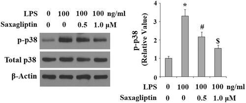 Figure 7. Saxagliptin inhibited LPS-induced activation of p38 in human dental pulp cells. Human dental pulp cells were treated with 100 ng/ml LPS in the presence or absence of saxagliptin (500 nM, 1 μM) for 2 h. Phosphorylated and total levels of p38 were determined by western blot analysis (*, #, $ p < .01 vs. previous column group).