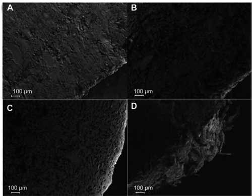 Figure 6 Scanning electron microscopy of M33 layer in bilayer tablet after dissolution of (A) 0, (B) 30, (C) 60, and (D) 240 minutes. Magnification 200×.