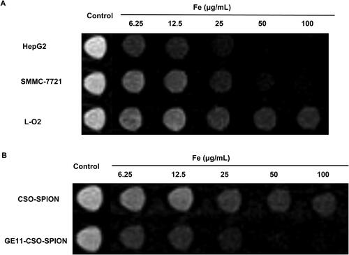 Figure 6. In vitro MRI study of CSO-SPION and GE11-CSO-SPION micelles. (A) T2-weighted MRI images of Ge11-CSO-SPION micelles with different iron concentrations in L-O2, SMMC-7721 and HepG2 cells. (B) T2-weighted MRI images of GE11-CSO-SPION micelles with different iron concentrations in HepG2 cells.
