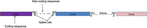 Figure 1 A schematic representative pre-mRNA, coding and non-coding sequence and splicing site.