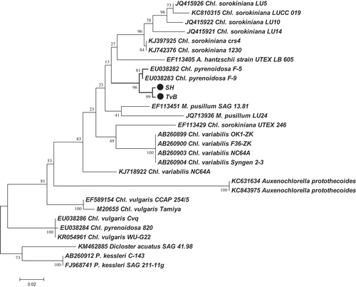 Fig. 2. Molecular phylogenetic analysis of TvB and SH strains based on rbcL sequences. The evolutionary history was inferred by using the Maximum Likelihood method based on the Tamura 3-parameter model (Tamura, Citation1992). The tree with the highest log likelihood (−2246.5096) is shown. A discrete Gamma distribution was used to model evolutionary rate differences among sites (5 categories (+G, parameter = 0.2753)). The analysis involved 29 nucleotide sequences. There were a total of 493 positions in the final dataset. The tree was rooted using Parachlorella sequences as outgroup. A. = Actinastrum; Chl. = Chlorella; M. = Micractinium; P. = Parachlorella. Display full size Species added in this study.