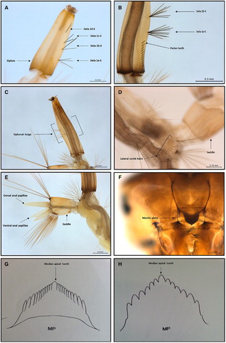 Figure 2. Standard morphological characters used to identify Culex quinquefasciatus larvae. A, Four pairs of ventro-lateral hair tufts, and seta 1d-S not aligned (this image is of a < 3rd instar larvae); B, the pecten teeth, and seta 1a-S positioned above the pecten teeth; C, distinct siphon bulge; D, lateral comb hairs; E, anal papillae about length of the saddle. and dorsal anal papillae longer than ventral anal papillae; F, mantle plate; G, mantle plate drawing modified from Belkin (Citation1962); H, Culex pervigilans mantle plate drawing modified from Belkin (Citation1962).