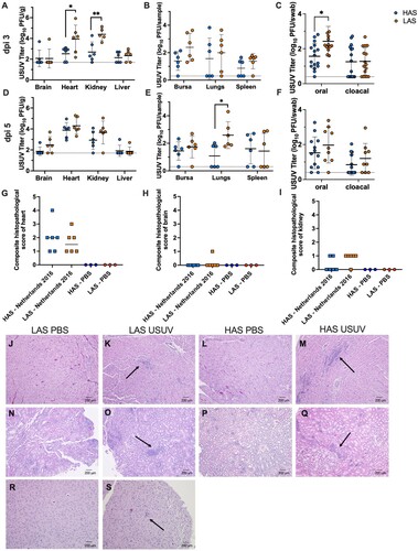 Figure 5. Evidence of viral dissemination, shedding, and histopathology in tissues of HAS and LAS chickens inoculated with USUV. (A) Viral titer in tissues collected on dpi 3. (B) Viral titer in tissues collected on dpi 3. (C) Viral titer in oral and cloacal swabs collected on dpi 3. (D) Viral titer in tissues collected on dpi 5. (E) Viral titer in tissues collected on dpi 5. (F) Viral titer in oral and cloacal swabs collected on dpi 5. Circles represent individual samples; lines represent mean; error bars represent standard deviation. The limit of detection is indicated by dashed line. *p < 0.05, **p < 0.01. (G) Composite score of heart tissue; line represents median. (H) Composite score of brain tissue; line represents median. (I) Composite score of kidney tissue; line represents median. (J) Representative image of heart tissue collected on dpi 5 from LAS chickens inoculated with PBS, with no inflammation (H&E stain). (K) Representative image of heart tissue collected on dpi 5 from LAS chickens inoculated with USUV, with inflammatory lesions and presence of heterophils and lymphocytes (arrow) (H&E stain). (L) Representative image of heart tissue collected on dpi 5 from HAS chickens inoculated with PBS, with no inflammation (H&E stain). (M) Representative image of heart tissue collected on dpi 5 from HAS chickens inoculated with USUV, with inflammatory lesions and presence of heterophils and lymphocytes (arrow) (H&E stain). (N) Representative image of kidney tissue collected on dpi 5 from LAS chickens inoculated with PBS, with no inflammation (H&E stain). (O) Representative image of kidney tissue collected on dpi 5 from LAS chickens inoculated with USUV, with heterophilic inflammatory foci (arrow) (H&E stain). (P) Representative image of kidney tissue collected on dpi 5 from HAS chickens inoculated with PBS, with no inflammation (H&E stain). (Q)Representative image of kidney tissue collected on dpi 5 from HAS chickens inoculated with USUV, with heterophilic inflammatory foci (arrow) (H&E stain). (R) Representative image of brain tissue collected on dpi 5 from LAS chickens inoculated with PBS, with no inflammation (H&E stain). (S) Image of brain tissue collected on dpi 5 from LAS chicken inoculated with USUV, with proliferation of glial cells in the neuropil (arrow) (H&E stain, scale bars = 200 µm).