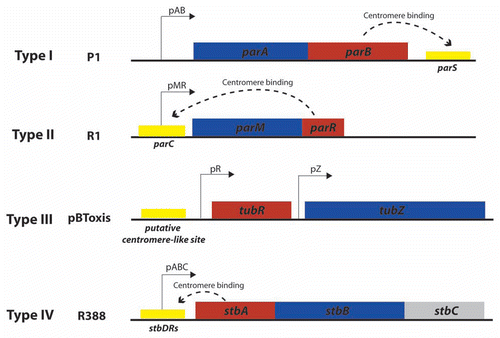 Figure 1 Main types of plasmid segregation systems. The figure shows the genetic organization of the main types of arrangement of plasmid segregation systems, as represented by prototype plasmids P1 (type I), R1 (type II), pBToxis (type III) and R388 (type IV?). Boxes represent genes that encode motor proteins (blue) and DNA-binding adaptor proteins (red). Cis-acting sites are shown as yellow boxes. Dashed curved arrows indicate binding of adaptor proteins to their target sites.