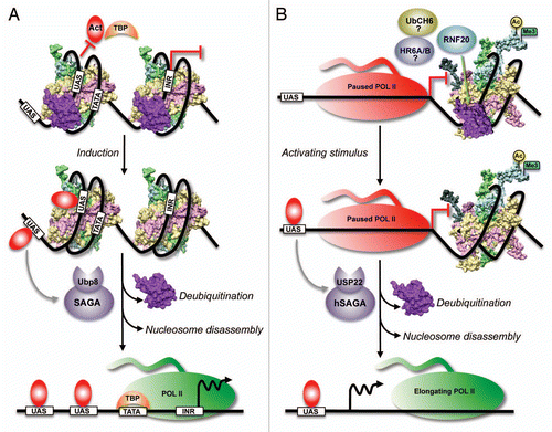 Figure 3 Model for the regulation of inducible gene expression by H2B ubiquitination and deubiquitination. (A) In budding yeast, conjugation of ubiquitin prevents H2A–H2B eviction and stabilizes the nucleosome positioned over the promoters of inducible genes in repressed state. The stable nucleosome might restrict the binding of activators (Act) and/or the TATA binding protein (TBP) to their cognate sites and prevents basal transcription. Following induction, DNA-bound activators recruit the SAGA complex containing the deubiquitinase Ubp8. Removal of the conjugated ubiquitin by Ubp8 causes nucleosome instability and promotes nucleosome disassembly by histone chaperones and/or other remodeling machineries. In turn, this allows the binding of TBP and recruitment of RNA Pol II for activated transcription. UAS, upstream activating sequence; TATA, the TATA box; INR, initiator sequence. (B) In mammals, inducible genes repressed by the E3 ligase RNF20 contain high levels of H2Bub1 and a poised RNA Pol II, and are enriched in the “marks” of active transcription [H3K9/14 acetylation (Ac, yellow circle) and H3K4me3 (cyan flag)]. H2Bub1 occupancy is high immediately downstream of the transcription start site and RNF20-repressed genes are in “closed”/compact chromatin configuration. Therefore, H2Bub1 mediated by RNF20 and possible E2-conjugating enzymes (UbcH6 or human homolog of Rad6, HR6A/B) might stabilize the nucleosome (PDB: 1KX5) and block transcription. USP22, the deubiquitinase in human SAGA (hSAGA), is required for the activation of many inducible genes. Therefore, following induction by activating stimuli, activators recruit hSAGA to the promoters of RNF-20 repressed genes to remove H2Bub1 and destabilize the nucleosome. This is followed by nucleosome disassembly, which results in “open”/loose chromatin formation. Removal of the stable “impeding” nucleosome allows the progression of paused RNA Pol II into the elongation phase. Adapted from Espinosa (2008).Citation46