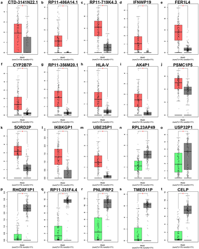Figure 1. The expression of significant differentially expressed pseudogene-derived RNAs in PAAD. The expression levels of CTD-3141N22.1 (a), RP11-486A14.1 (b), RP11-719K4.3 (c), IFNWP19 (d), FER1L4 (e), CYP2B7P (f), RP11-356M20.1 (g), HLA-V (h), AK4P1 (i), PSMC1P5 (j), SORD2P (k), IKBKGP1 (l), UBE2SP1 (m), RPL23AP49 (n), USP32P1 (o), RHOXF1P1 (p), RP11-331F4.4 (q), PNLIPRP2 (r), TMED11P (s) and CELP (t) in PAAD determined by GEPIA database. *P-value<0.05.