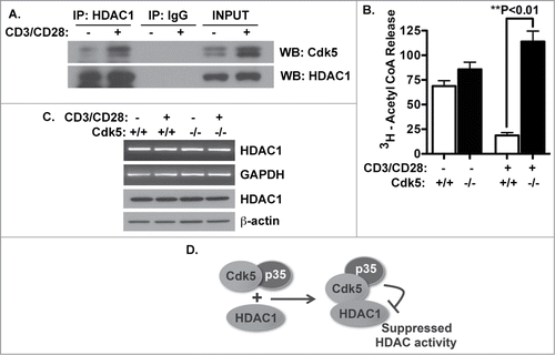 Figure 2. Cdk5 interacts with HDAC1 and alters HDAC activity in activated (T)cells. (A) Immunoprecipitates of HDAC1 protein were prepared from lysates of T cells both before and after CD3/CD28 stimulation for 48 hrs. Precipitates were subjected to Western blot for both Cdk5 and HDAC1 protein. (B) The expression of HDAC1 mRNA and protein was examined in both naïve and activated T cells isolated from both wild type (Cdk5+/+) T cells and Cdk5-deficient (Cdk5−/-) T cells both before and after anti-CD3/CD28 stimulation. (C) HDAC activity was measured in both quiescent and anti-CD3/CD28 stimulated Cdk5+/+ and Cdk5−/- T cells. (D) Model depicting how Cdk5/HDAC1 forms a protein complex and inhibits HDAC activity. Cdk5-deficiency does not alter HDAC1 expression but does relieve the suppression of HDAC activity.