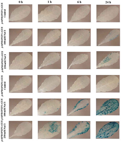 Figure 11. Patterns of GUS staining in leaves of Arabidopsis carrying pAtPROPEP1::GUS and pAtPROPEP3::GUS reporter constructs, treated with 100 mM and 250 mM NaCl. 0 h: 0 time point; 1 h: one hour after treatment; 6 h: six hours after treatment; 24 h: 24 hours after treatment.