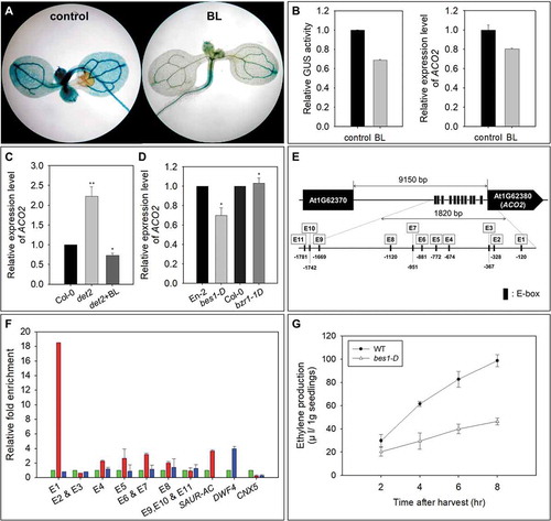 Figure 2. Downregulation of ACO2 by BR signaling via BES1 in Arabidopsis seedlings. (a and b) Effect of exogenously applied BL on the expression of ACO2. (c) Comparison of ACO2 expression in wild-type and det2 seedlings. (d) Relative expression of ACO2 in bes1-D and bzr1-1D compared with its expression in wild-type seedlings (En-2 and Col-0 for bes1-D and bzr1-1D, respectively). qRT-PCR was performed with total RNA. UBQ5 was used to normalize the expression level. Two biological replicates along with three technical replicates were performed for the quantification of ACO2 expression level. The asterisks indicate significant differences between control and chemical-treated samples at P <.001 according to t-test. (e) Analysis of cis-elements located in the putative promoter region of ACO2. The boxes indicate E-box sequences in the promotor region, and the location of each E-box is marked with a negative number. (f) ChIP assay of the in vivo association of BES1 or BZR1 with ACO2 promoter sequences. ChIP assay was performed with anti-YFP antibody and chromatin isolated from 35S:YFP-BES1; BES1-YFP (red), 35S:YFP-BZR1 (blue), and non-transgenic wild-type; Col-0 (green) A. thaliana seedlings. Fold enrichment was quantified by qPCR using the primers of flanking regions including cis-regulatory elements: E-boxes or BRRE. SAUR-AC and DWF4 represent the positive control for the binding of BES1-YFP and BZR1-YFP, respectively. CNX5 represents the negative control of the binding of BES1-YFP and BZR1-YFP. Error bars indicate the S.D. of eight replicates (two biological replicates with four technical replicates)