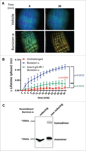 Figure 3. Recombinant Burs-α can activate dLGR2 in the adult midgut. (A) Time lapse FLIM-FRET of Epac1-camps biosensor activation in the VM upon recombinant Burs-α administration. An increase in cAMP concentration is reported as a shift from blue to red. The frames 0 and 30 min are shown. (B) Quantification of the FLIM/FRET assays as in A. Each time point represents the mean from 3 biological repeats. Note that the effect of Burs-α administration is attenuated by dlgr2/rk knockdown in the VM. p values from 2-way ANOVA with Bonferroni correction are shown. (C) Western blot analysis of recombinant His-Burs-α under reducing (left lane) and non-reducing (right lane) conditions, identified with an anti-Burs-α antibody. Under non-reducing conditions, the formation of a dimeric form is detected.