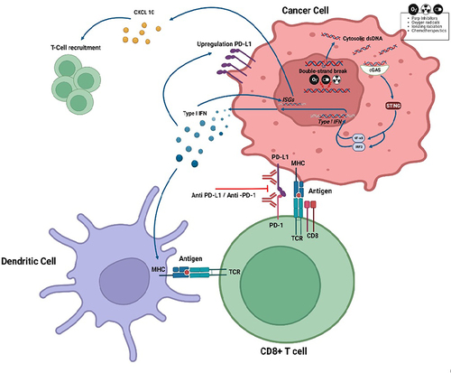 Figure 2 Interlink between DNA damage and immune checkpoint inhibitors (ICIs) via cGAS-STING activation. In homologous recombination (HR) proficient and HR deficient tumor cells the action of chemotherapeutics, ionizing radiation and PARPi generates cytosolic double-stranded DNA (dsDNA) fragments. These fragments of cytosolic dsDNA bind to cyclic GMP-AMP synthase (cGAS) and activate the stimulator of interferon genes (STING) that, through NF-kB and IRF-3, induce type I IFN and other transcriptional targets. The binding between the type I IFN to the IFN receptor stimulates the transcription of IFN-stimulated genes (ISGs) and production of cytokines like CXCL10 that promote the T-Cell recruitment. The IFN I also determines a PD-L1 upregulation on the cancer cell surface and promotes the tumor neoantigen presentation on the major histocompatibility complex (MHC) of dendritic cell to the T-cell receptor (TCR). Created with BioRender.com.