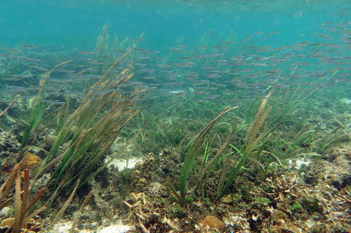 Photo 1.1 Seagrass meadows and coral reefs often constitute a seagrass-coral reef continuum or a complex mosaic of habitats. A school of sprat (Spratelloides sp.) is swimming across the two habitats. Photo by Jianguo Du in Trat, Thailand.