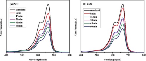 Figure 11. MB dye degradation under visible light irradiation in the presence of (a) ZnO and (b) CuO green nanocatalysts.