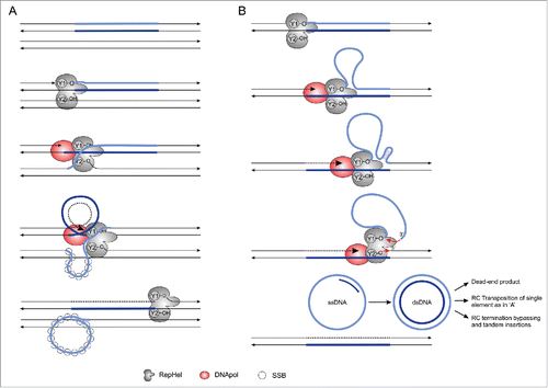 Figure 3. Two RC transposition models proposed for Helitrons. (A) The “Concerted” model of RC transposition was proposed for the IS91 prokaryotic elements and used to explain Helitron transposition.Citation5,39 Redrawn from Garcillán-Barcia et al.Citation41 (B) The “Sequential” model of RC transposition was proposed to explain the formation of episomal circular intermediates of IS91. Schematic representation based upon the model described in Garcillán-Barcia et al.Citation41 Single-stranded binding Proteins (SSBs) were not represented in the B section to improve clarity. RepHel: Replication Initiator Protein and Helicase; DNA Pol: host DNA polymerase.