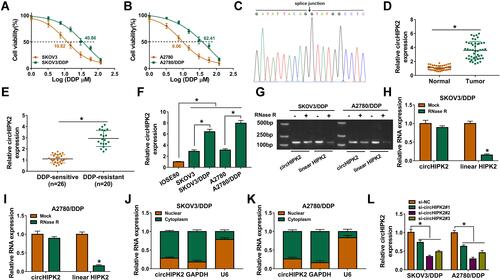 Figure 1 Expression of circHIPK2 in OvCa patients and DDP-resistant cells. (A and B) CCK-8 assay measured cell viability (%) of SKOV3, SKOV3/DDP, A2780, and A2780/DDP cells severally treated with 1–120 μM DDP, and IC50 value of DDP was calculated. (C) Sanger sequencing showed the splice junction of circHIPK2. (D and E) RT-qPCR detected circHIPK2 expression in OvCa tumor tissues (Tumor; n=46) and paired normal tissues (Normal; n=46), and DDP-resistant tumor tissues (n=20) and DDP-sensitive tumor tissues (n=26). (F) RT-qPCR detected circHIPK2 expression in IOSE80, SKOV3, SKOV3/DDP, A2780, and A2780/DDP cells. (G) Agarose gel electrophoresis and (H and I) RT-qPCR showed RNA expression of circHIPK2 and linear HIPK2 in RNase R-treated and RNase R-untreated total RNAs extracted from SKOV3/DDP and A2780/DDP cells. (J and K) RT-qPCR detected RNA expression of circHIPK2, GAPDH and U6 in the cytoplasm fraction and nuclear fraction of SKOV3/DDP and A2780/DDP cells. (L) RT-qPCR examined circHIPK2 expression in SKOV3/DDP and A2780/DDP cells severally transfected with si-circHIPK2#1, #2 and #3, compared to si-NC transfection. *P<0.05. Data analysis was performed using unpaired t-test and one-way or two-way ANOVA followed with Tukey’s post-hoc analysis.