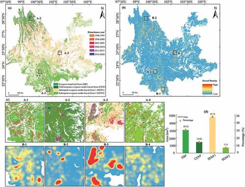 Figure 6. The spatial patterns of forest disturbances (a) and hot spots (b) from 1990 to 2020 in Yunnan Province. A-1–A-4 in panel (c) display magnified images of forest disturbances in EBF, CENF, SENF1, and SENF2. B-1–B-4 in panel (c) represent disturbance hot spots in EBF, CENF, SENF1, and SENF2. The mapped forest disturbance areas and areal percentages in the four analyzed forest types are also shown in panel (d).