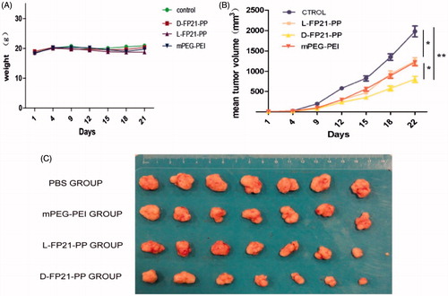 Figure 6. A: The change of weight of nude mice treated by PEG-PEI nanoparticles drug. B: Tumor volumes in PBS, mPEG-PEI/ pGRO-α and L, D-FP21-PEG-PEI/ pGRO-α groups (n = 7) (*indicates p < .05, **indicates p < .001). C: Tumors stripped from nude mice treated by PBS, mPEG-PEI/ pGRO-α and L, D-FP21-PEG-PEI/ pGRO-α on day 30.