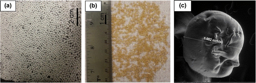 Figure 1. (a) wet chitosan beads, (b) dry chitosan beads, (c) single chitosan bead (scanning electron microscopy image, 500 μm and 1,000 kV image magnification).