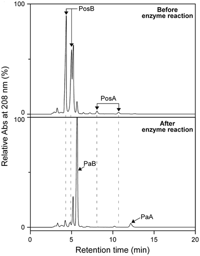 Fig. 5. HPLC chromatograms of the flower extracts before (upper panel) and after (lower panel) reaction with the bulb enzyme immobilized on DIAION-HPA25L resin.Note: PosA and PosB in the flower extracts were thoroughly converted to PaA and PaB, respectively, by the enzyme reaction. Two peaks for each of PosA and PosB correspond to the 1α- (the later peak) and 1β- (the former peak) anomers.