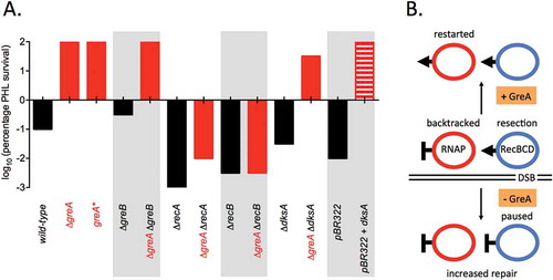 Figure 1. The absence of GreA increases survival to PHL treatment by the RecBCD-RecA pathway. (a) Average survival data of indicated mutant on 2 μg ml−1 PHL (compared to non-PHL) for two days at 37°; for detailed results see Sivaramakrishnan et al. [Citation12]. Red bars indicate strains with deleted or non-functional greA alleles; striped red bar indicates over-expression of DksA, which we suggest leads to increased survival by preventing GreA function through DksA successfully competing for RNAP binding to the exclusion of GreA. (b) DSB repair is initiated by RecBCD which resects DNA ends and then loads RecA to promote strand exchange. During transcription RNAP can become backtracked, creating a barrier to RecBCD resection. In the presence of GreA, transcription restarts and the barrier to RecBCD is resolved allowing continued resection leading to inefficient DNA repair. In the absence of GreA, the backtracked RNAP barrier remains causing RecBCD to pause and resection to cease allowing RecA loading and increased DNA repair[Citation12].