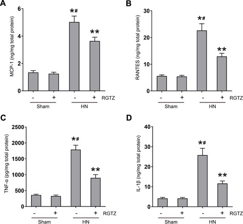 Figure 7 RGTZ inhibits the release of cytokines/chemokines in the kidney of HN rats. Protein was extracted from kidney and subjected to ELISA. Protein expression levels of (A) MCP-1, (B) RANTES, (C) TNF-α, and (D) IL-1β are indicated. RGTZ, rosiglitazone. Data are represented as the mean ± SEM. *p < 0.05 vs sham group; #p< 0.05 vs sham + RGTZ group. **p < 0.05 vs HN group.